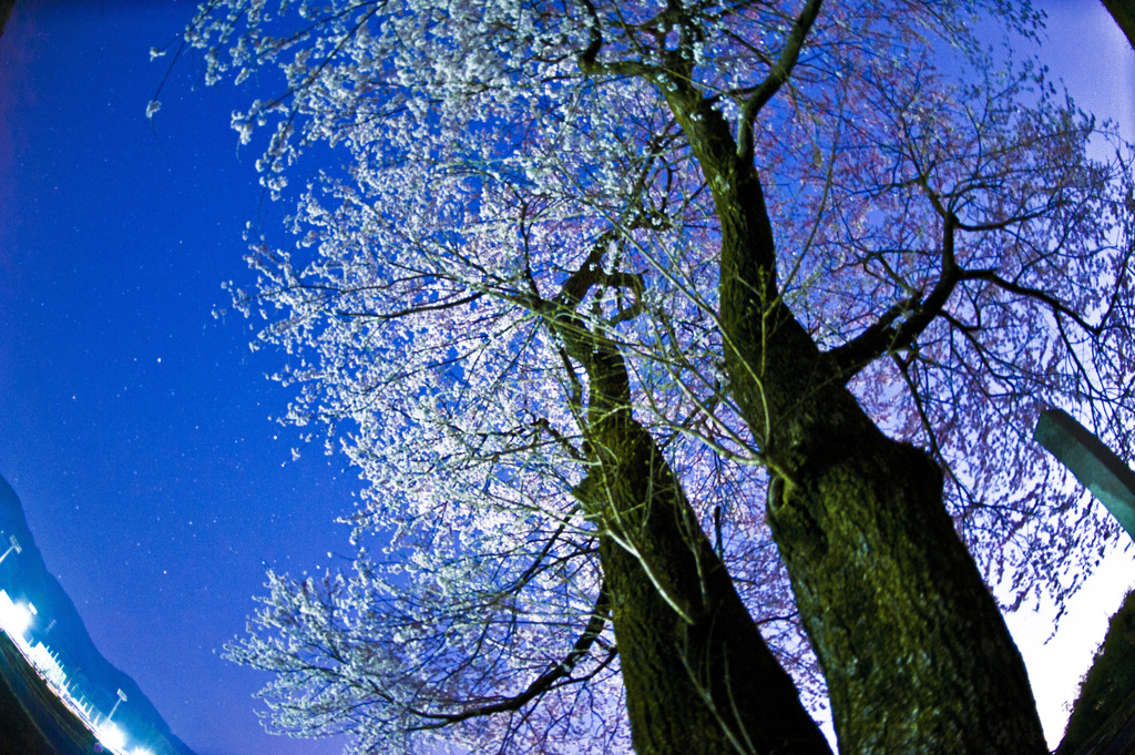 夜桜　天を仰ぐ