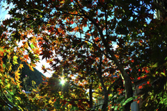 身近な紅葉