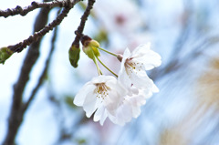 なごり桜