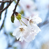 なごり桜