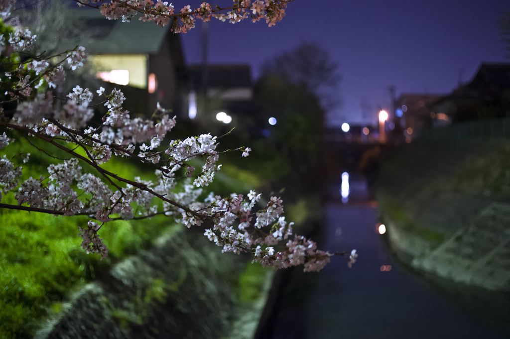 陽炎桜