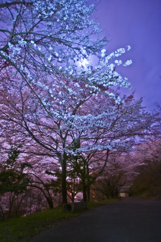 月夜に萌ゆる　^^