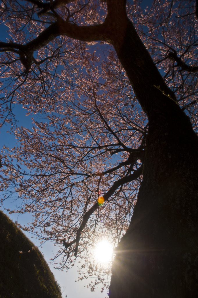 桜の木の下で　^^