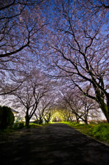 夜桜並木