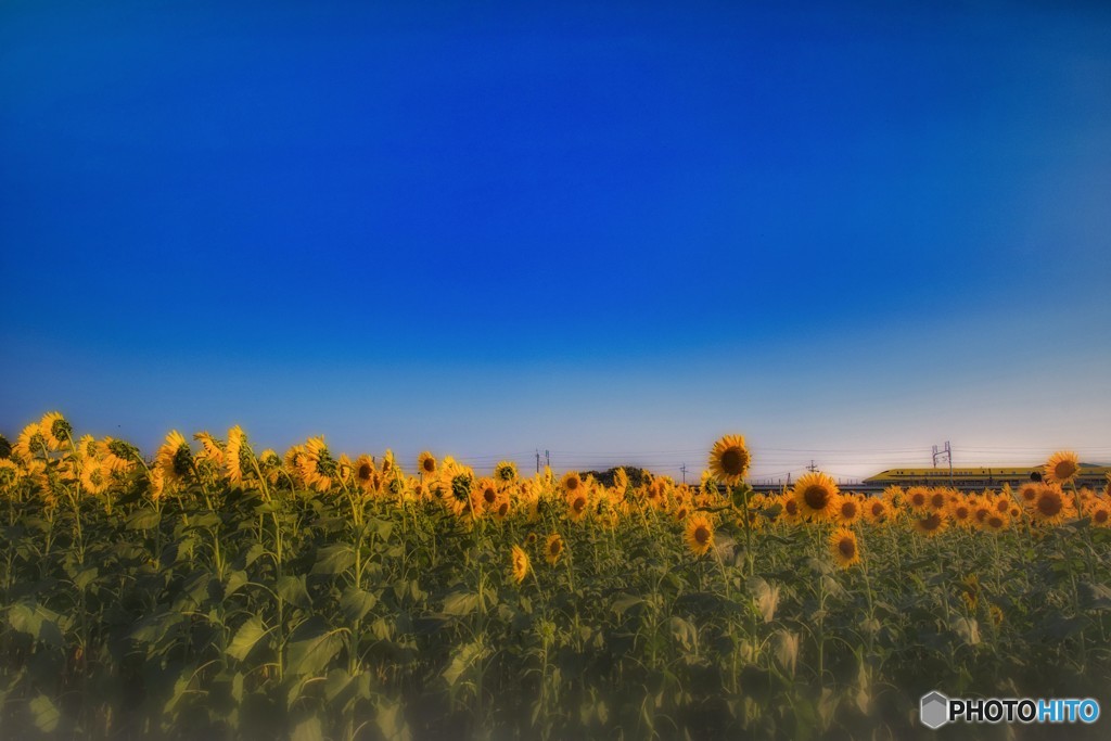 夏を駆け抜けて