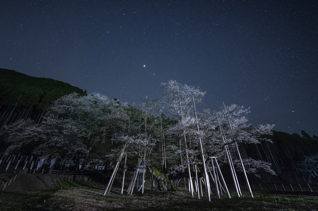 2015　薄墨桜　-老いも若きも華麗に-