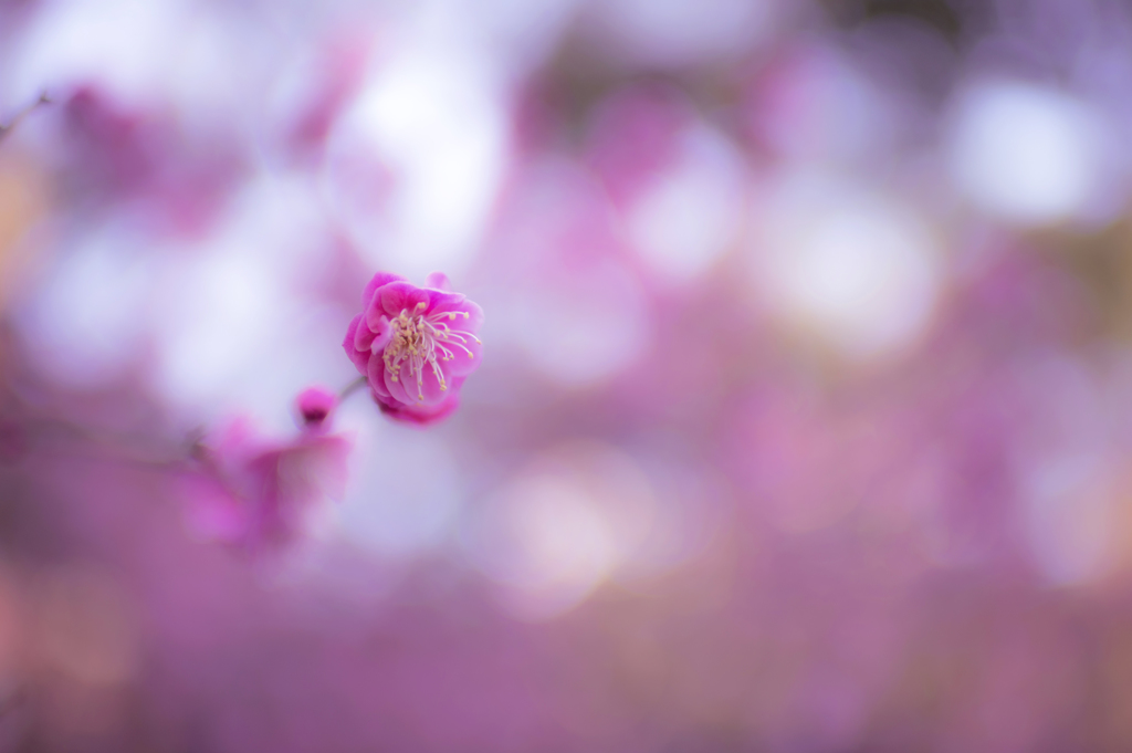 春色