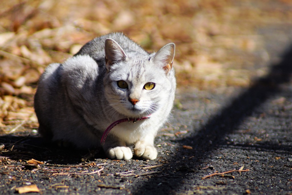 首輪した猫