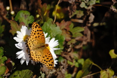 秋の蝶