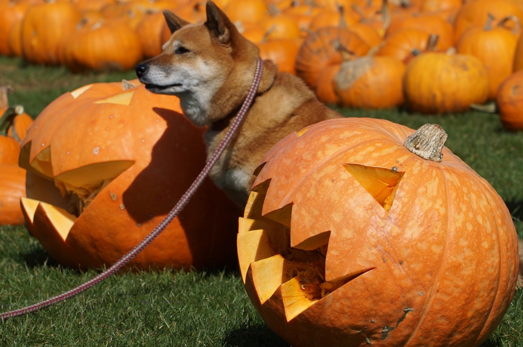 犬もハロウィーン