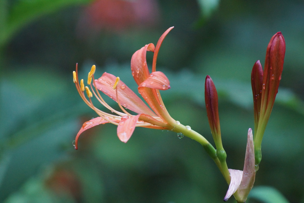 今はもう秋…？