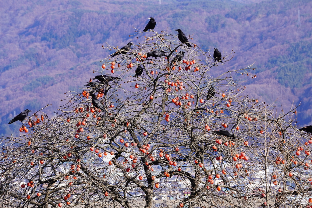 柿食うカラス