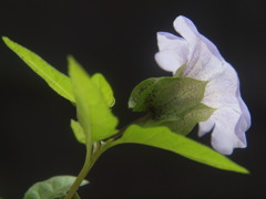 花の横顔