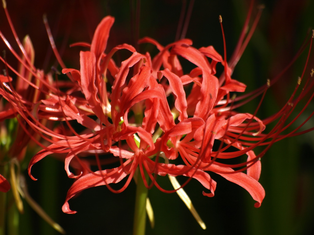 紅い花