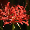 紅い花