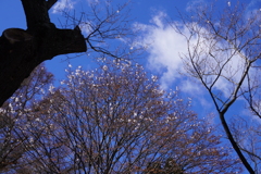 雪の花