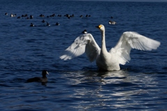 翼…見てよ～！