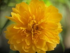 七重八重花は咲けども…