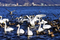 白鳥のいる風景