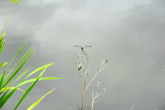 朦朧