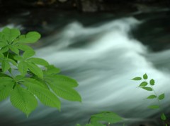 木の葉と急流