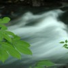木の葉と急流