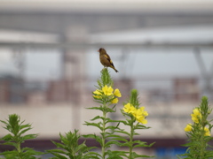 カワラヒワと月見草