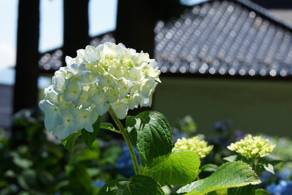 白い紫陽花