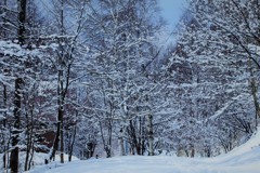 昨日の雪