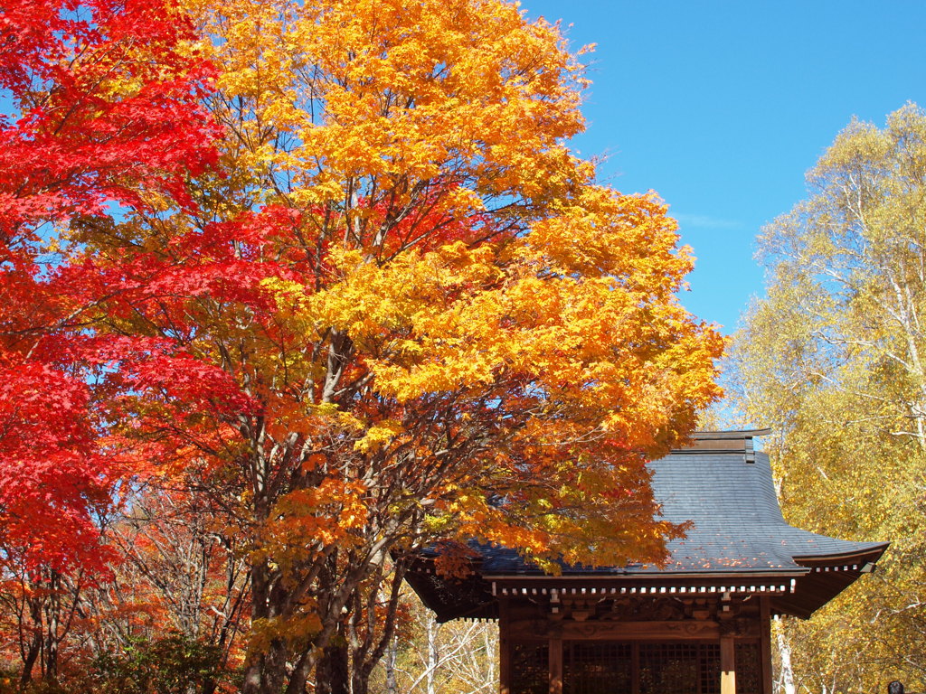 観音堂の紅葉