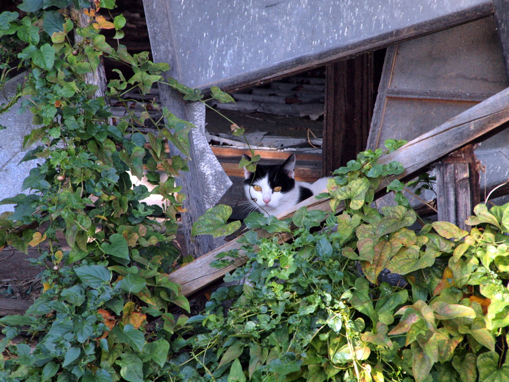 廃屋のノラ？