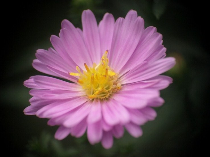 野紺菊