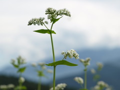 夏の終わりを感じて