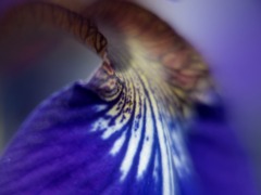 ブルーなアヤメ