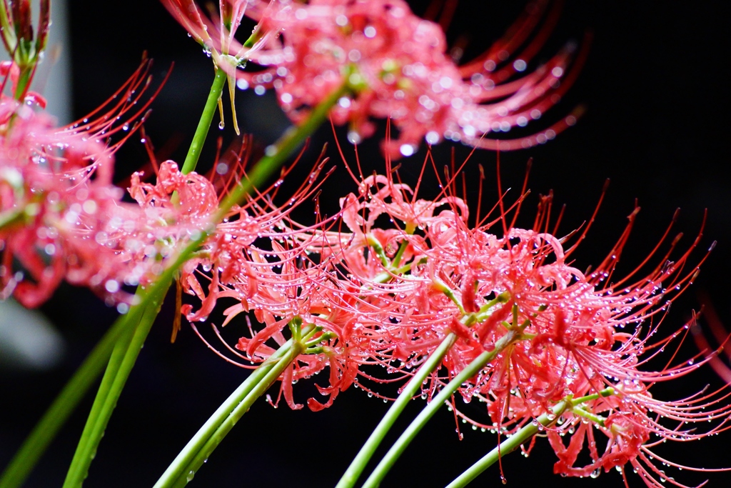 雨粒を纏って…