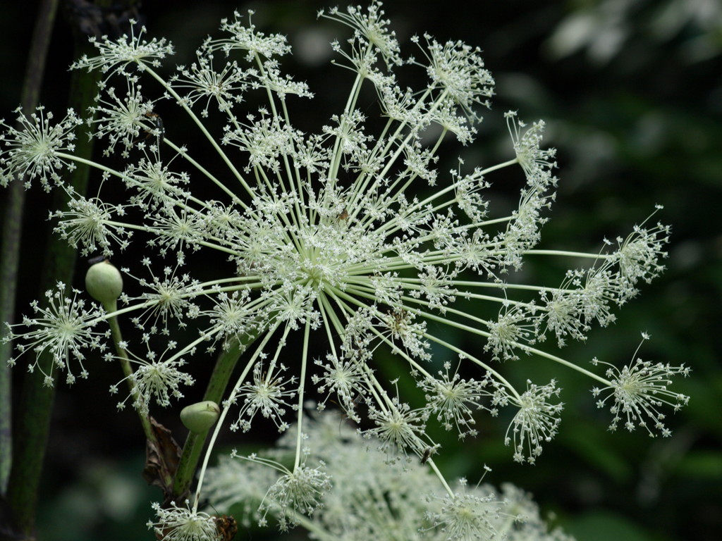 夏の花・火。