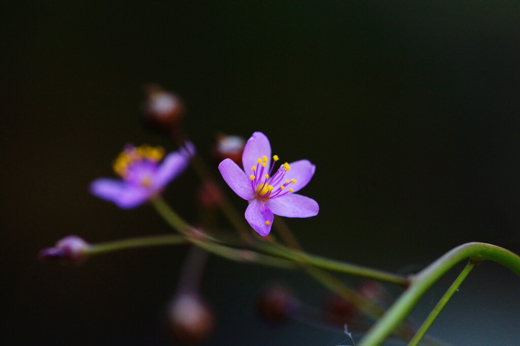 三時草
