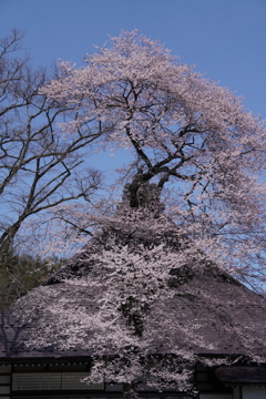 桜咲く…寺