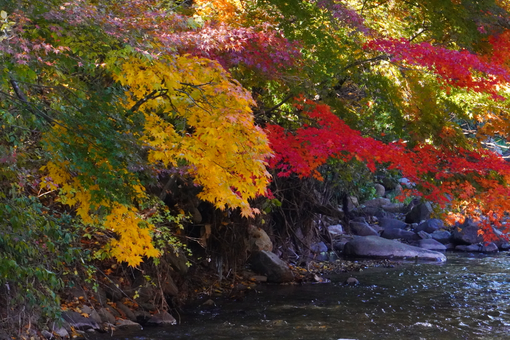 今日の紅葉黄葉