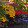 今日の紅葉黄葉