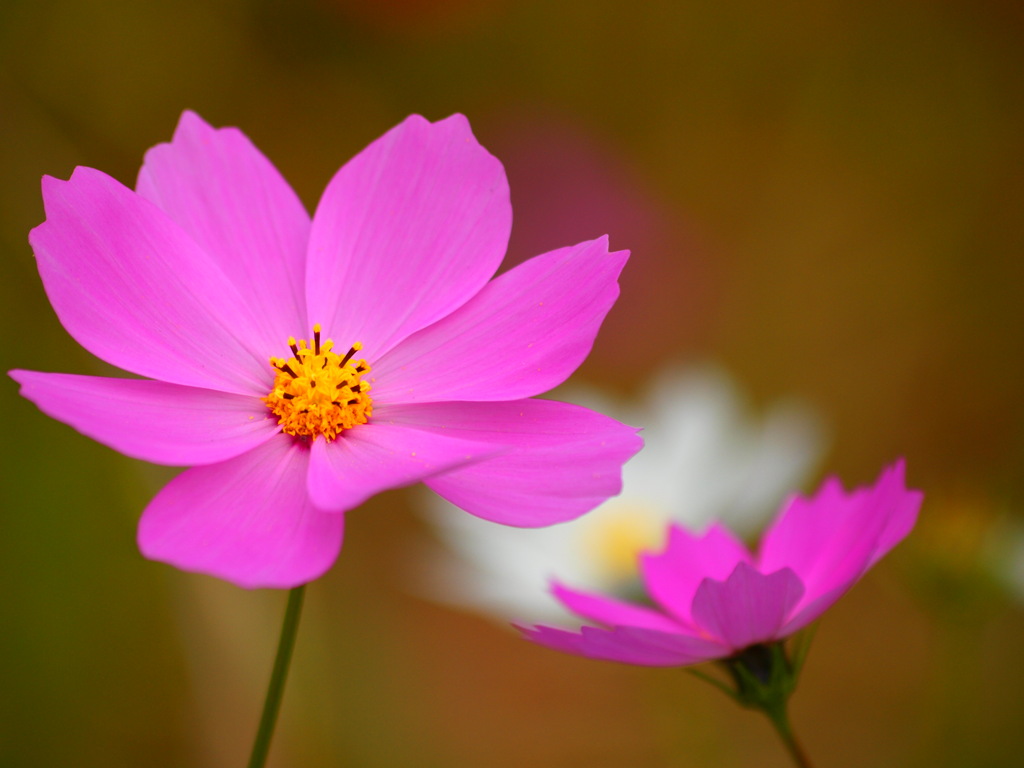 言わぬが花！