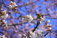 桜に～メジロ！