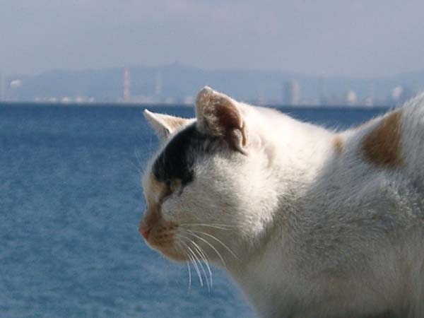 猫と海