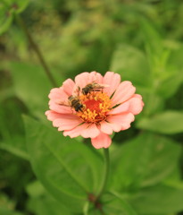 花と蜂1