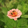 花と蜂1