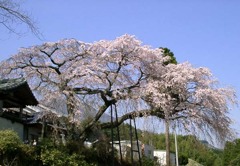 枝垂桜