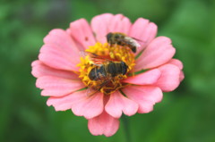 花と蜂2