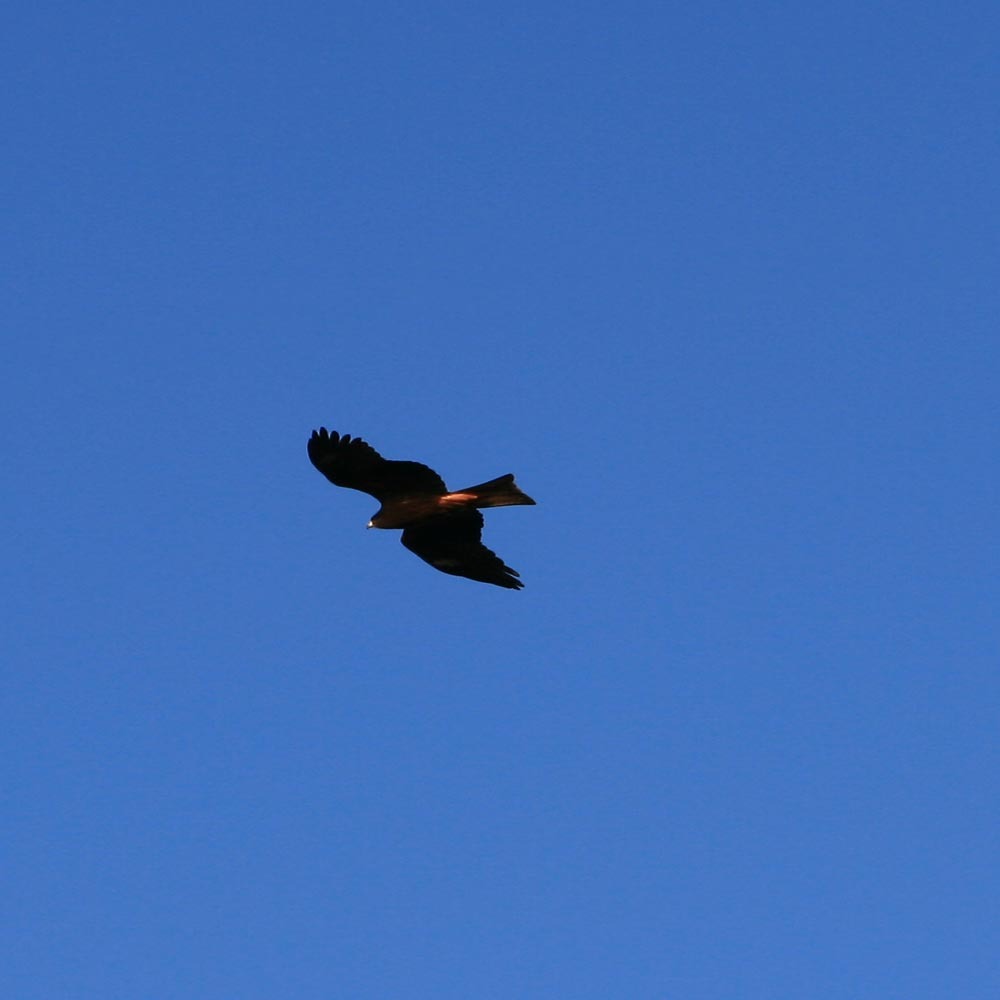 鳶
