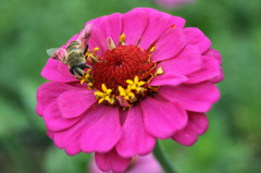 花と蜂3
