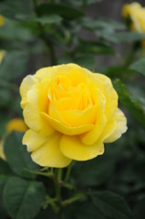 薔薇